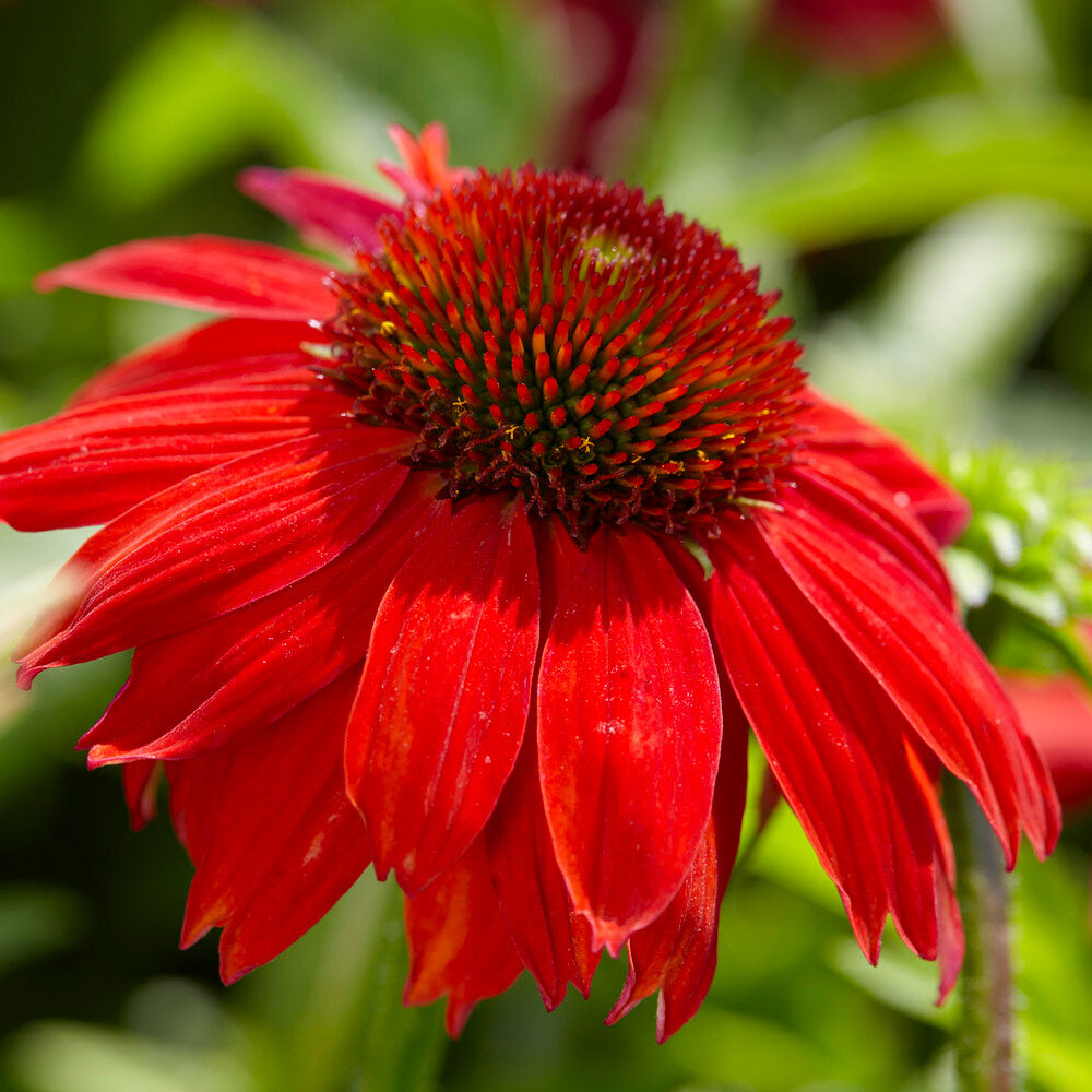 Better Versions® Sombrero® Salsa Red Coneflower Plant