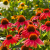 Better Versions® Sombrero® Salsa Red Coneflower Plant