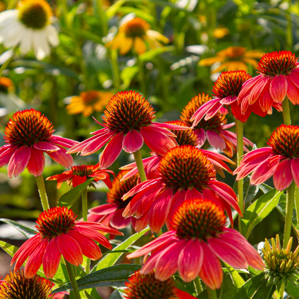 Better Versions® Sombrero® Salsa Red Coneflower Plant