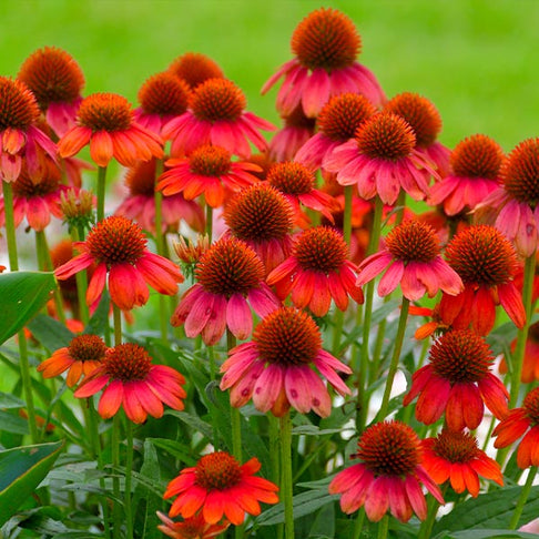 Better Versions® Sombrero® Salsa Red Coneflower Plant