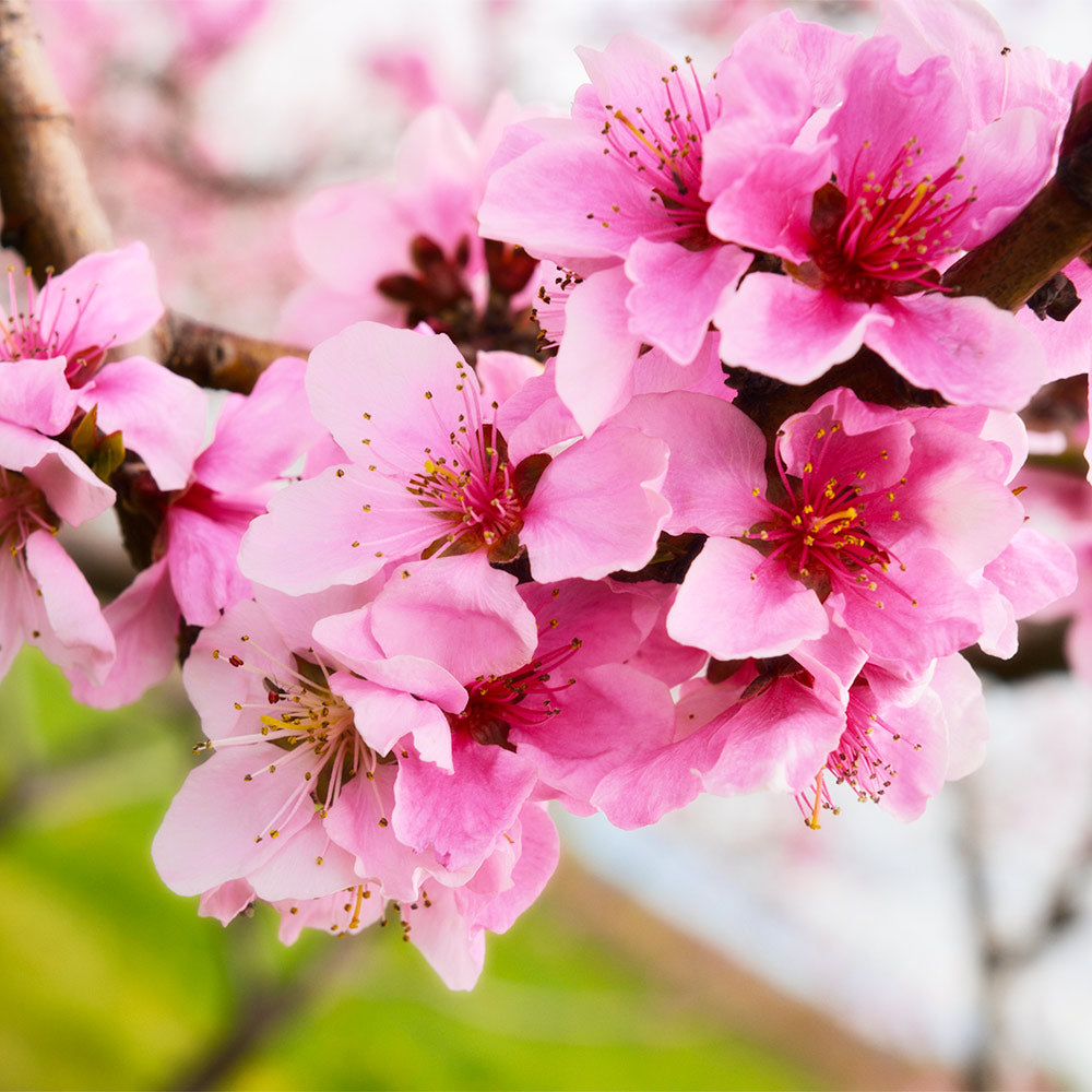 Red Gold Nectarine Tree