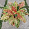 Red Chinese Evergreen Plant