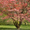 Red Dogwood Tree