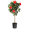 Red Tropical Hibiscus Tree