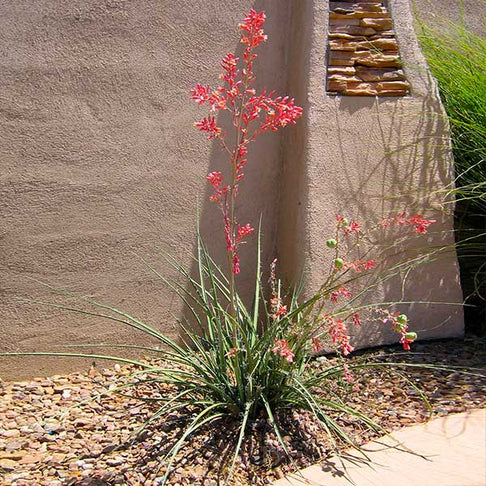 Red Yucca Plant