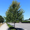 Redpointe® Maple