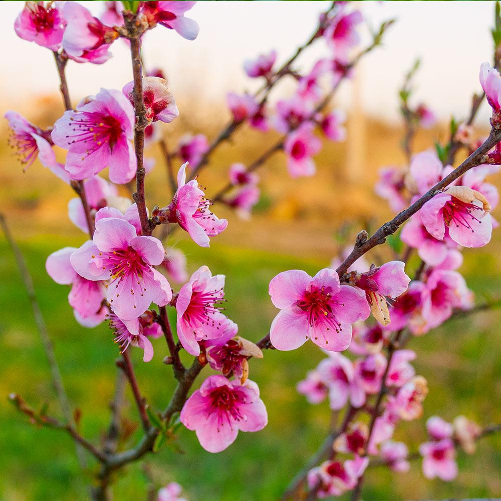 Redskin Peach Tree