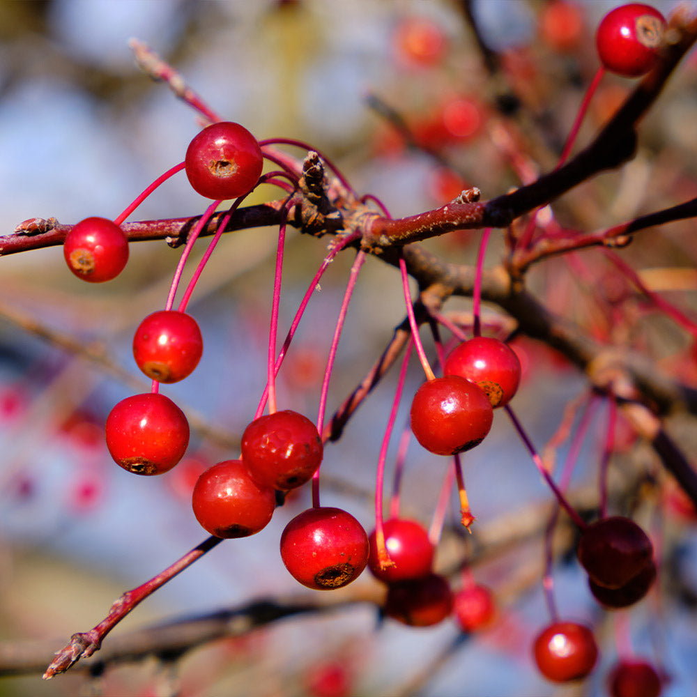Robinson Crabapple Tree