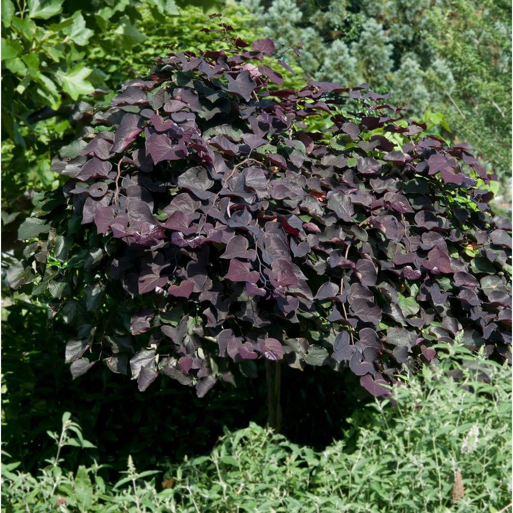 Ruby Falls Weeping Redbud Tree