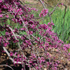 Ruby Falls Weeping Redbud Tree