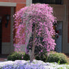 Ruby Falls Weeping Redbud Tree