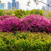 Ruby Loropetalum