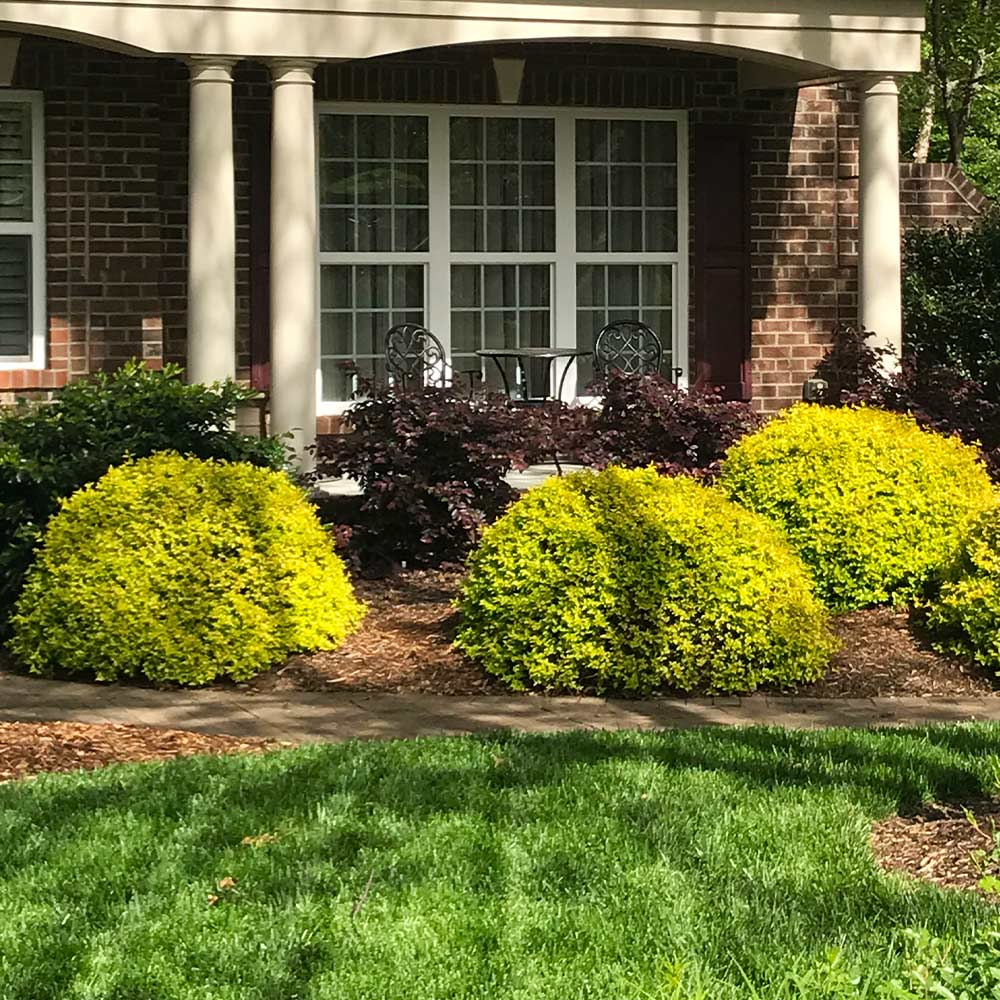 Southern Living® Sunshine Ligustrum Shrub