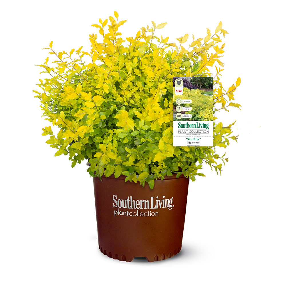 Southern Living® Sunshine Ligustrum Shrub