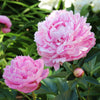 Sarah Bernhardt Peony