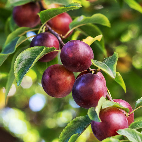 Satsuma Plum Tree