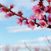 Saturn Peach Tree