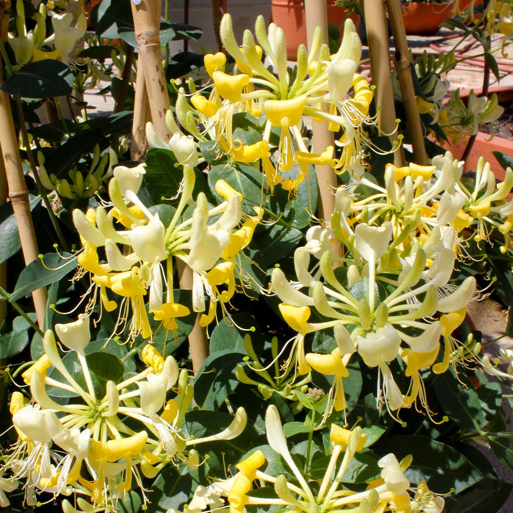 Proven Winners® Scentsation Honeysuckle Vine