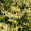 Proven Winners® Scentsation Honeysuckle Vine