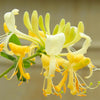 Proven Winners® Scentsation Honeysuckle Vine