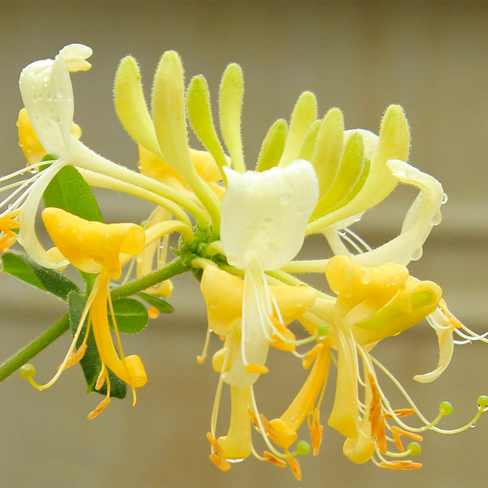 Proven Winners® Scentsation Honeysuckle Vine