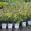 Proven Winners® Scentsation Honeysuckle Vine