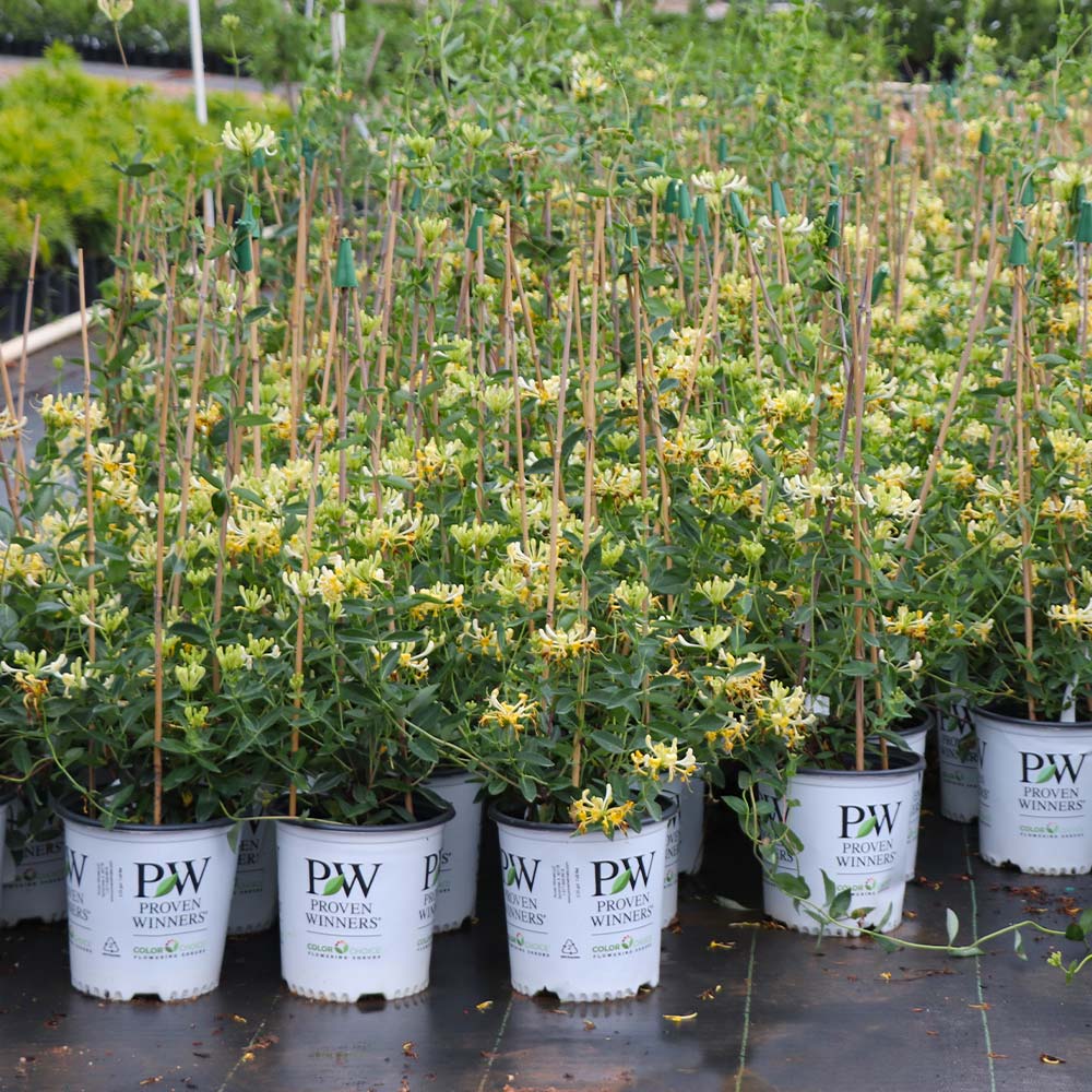 Proven Winners® Scentsation Honeysuckle Vine