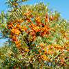Sea Buckthorn Bush