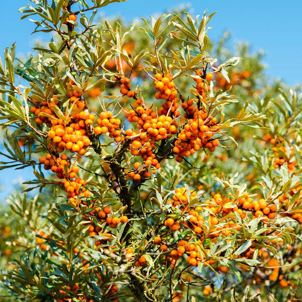 Sea Buckthorn Bush