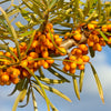 Sea Buckthorn Bush