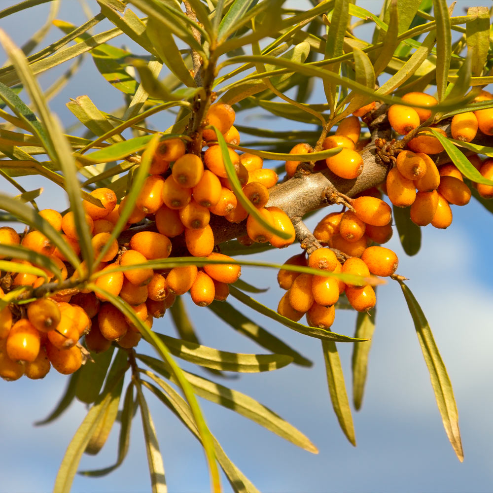 Sea Buckthorn Bush