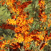 Sea Buckthorn Bush