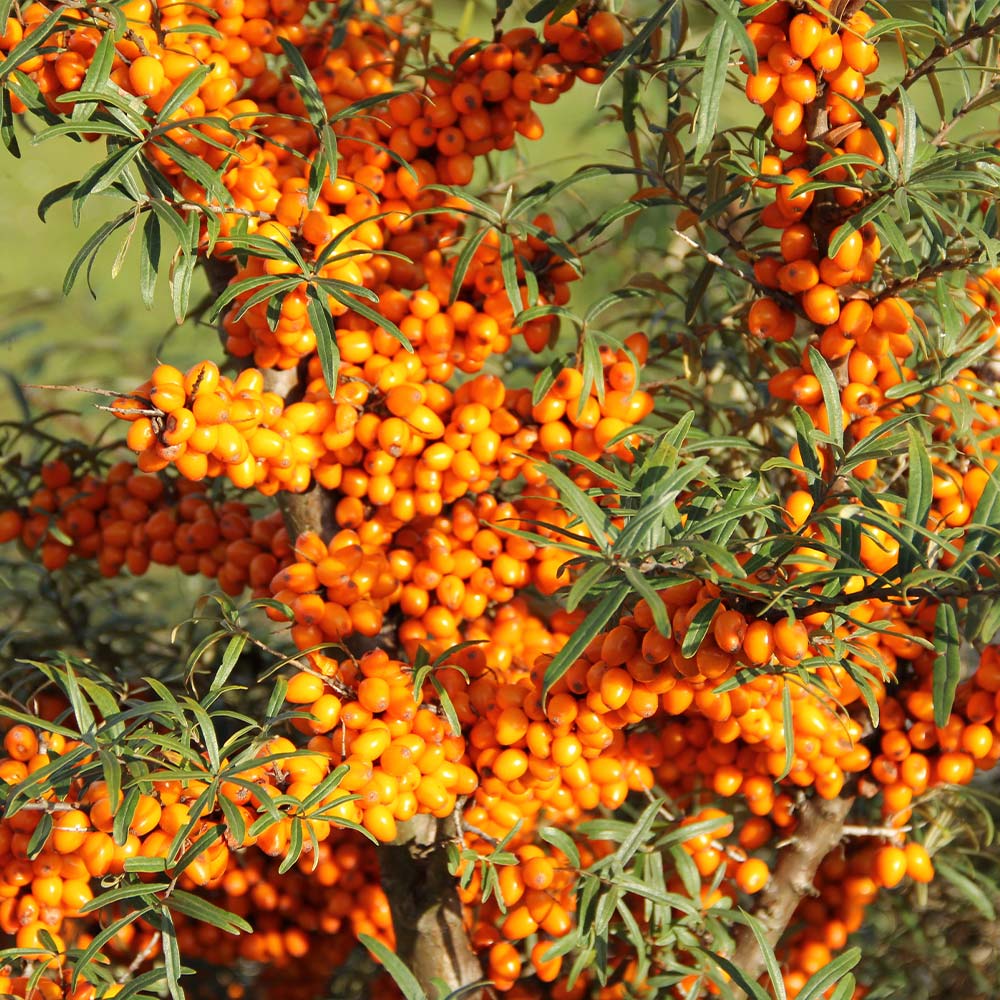 Sea Buckthorn Bush