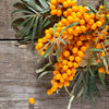 Sea Buckthorn Bush