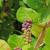 Sea Grape Bush