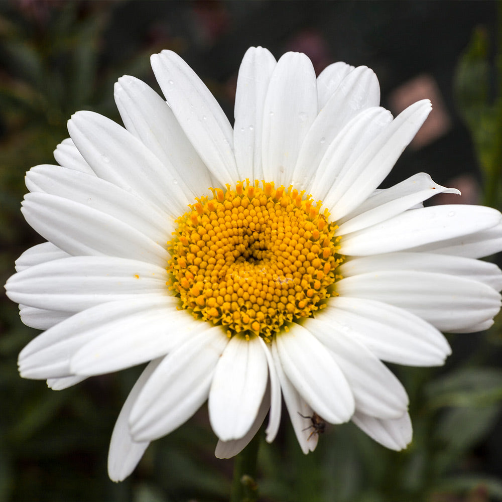 Becky Shasta Daisy