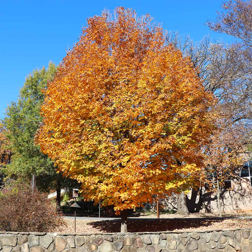 Silver Maple Tree