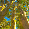 Sioux Crape Myrtle Tree