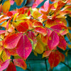 Sioux Crape Myrtle Tree