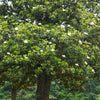 Southern Magnolia