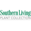 Southern Living® Little Miss Figgy™ Tree