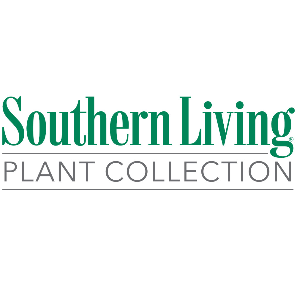Southern Living® Obsession™ Nandina Shrub