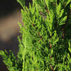Spartan Juniper
