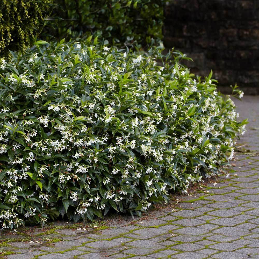 Star Jasmine Vine