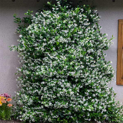 Star Jasmine Vine