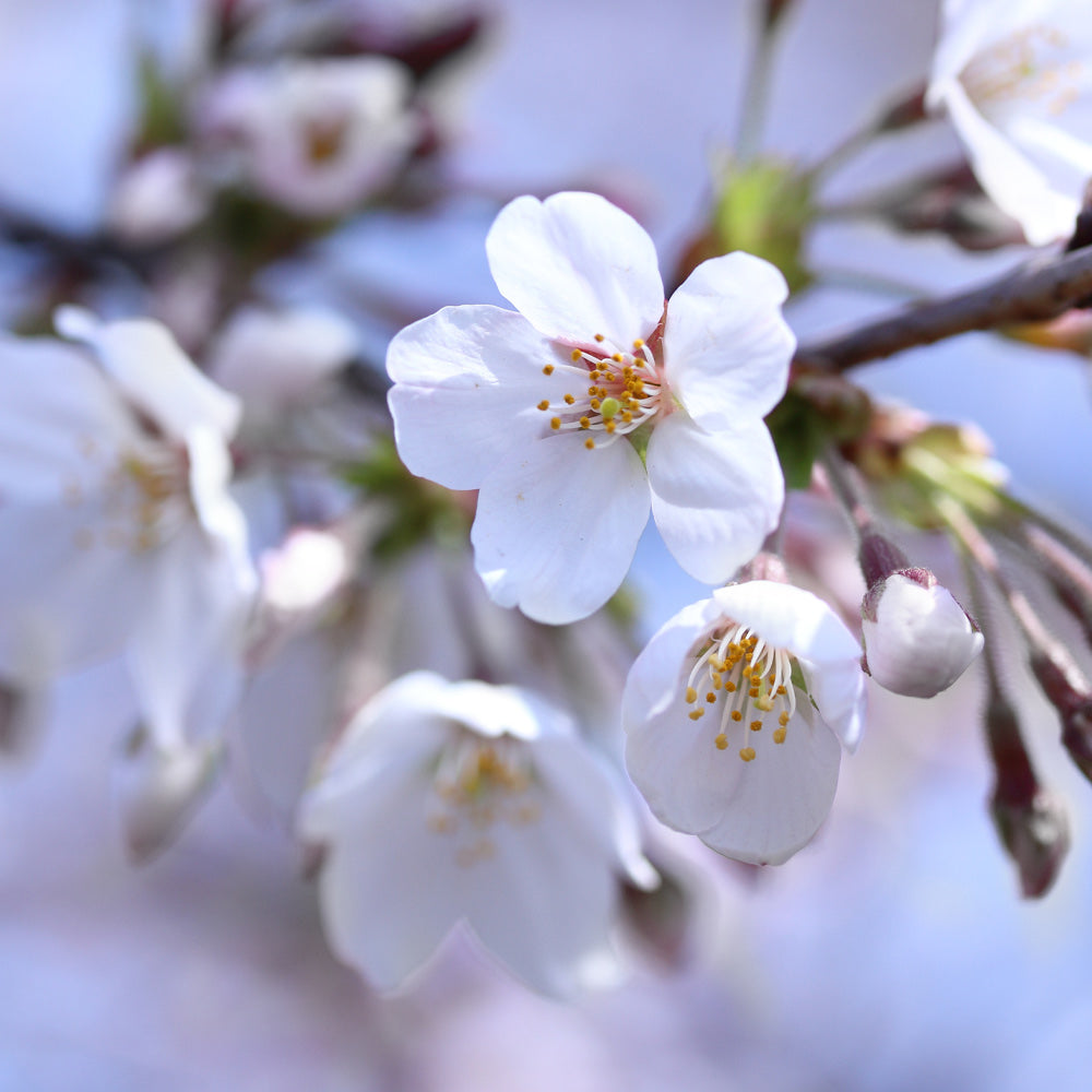 Romeo and Juliet™ Dwarf Cherry Bush