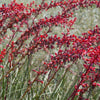 Dwarf Red Yucca Stoplights