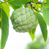 Sugar Apple (Sweetsop) Tree