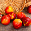Sunglo Nectarine Tree