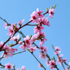 Sunglo Nectarine Tree